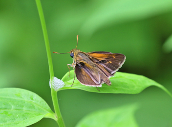 Tawny-edged Skipper 
male